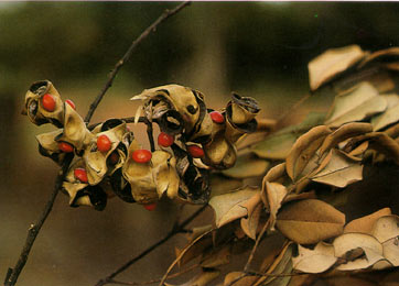 มะกล่ำต้น Adenanthera pavonina Linn. var. microsperma (Teijsm.& Binn.) nielsen<br/>FABACEAE (LEGUMINOSAE-MIMOSOIDEAE)